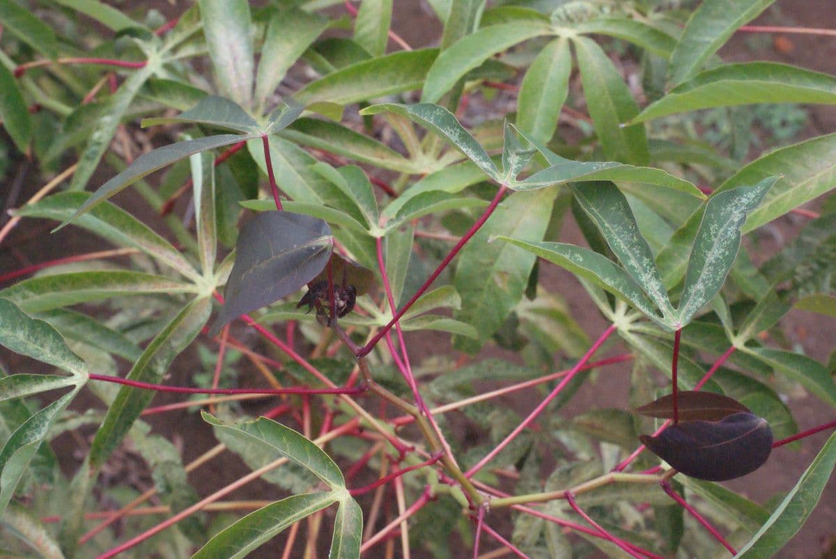 Zanthoxylum 6
