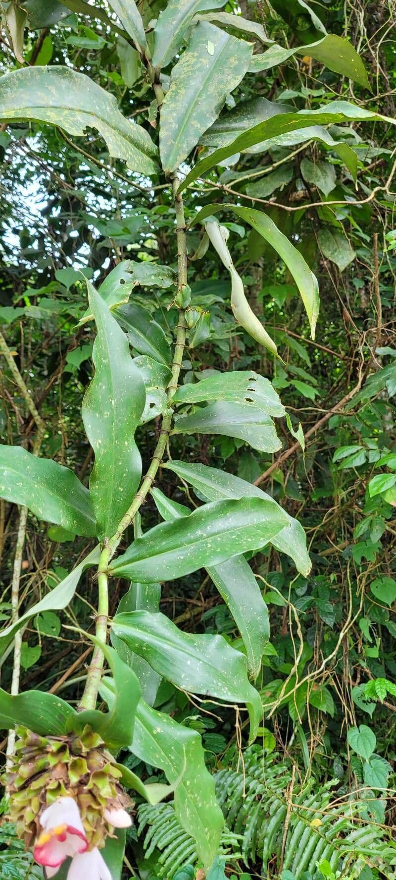Costus africano 12