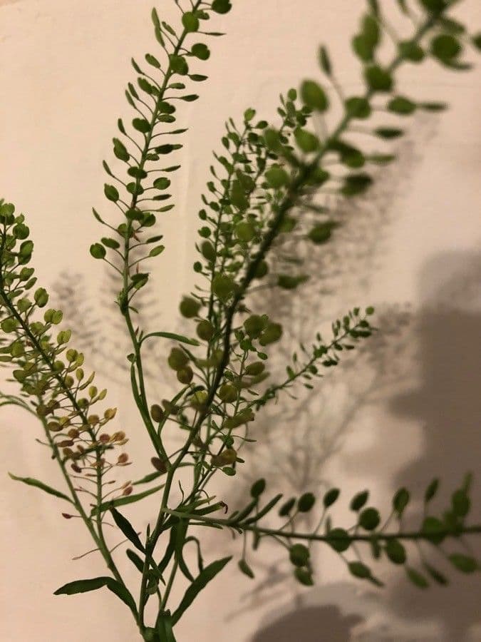 Lepidio ruderale 2