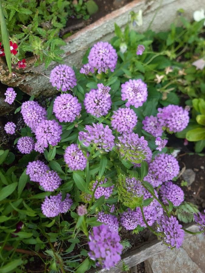 Iberka okolíkatá 7