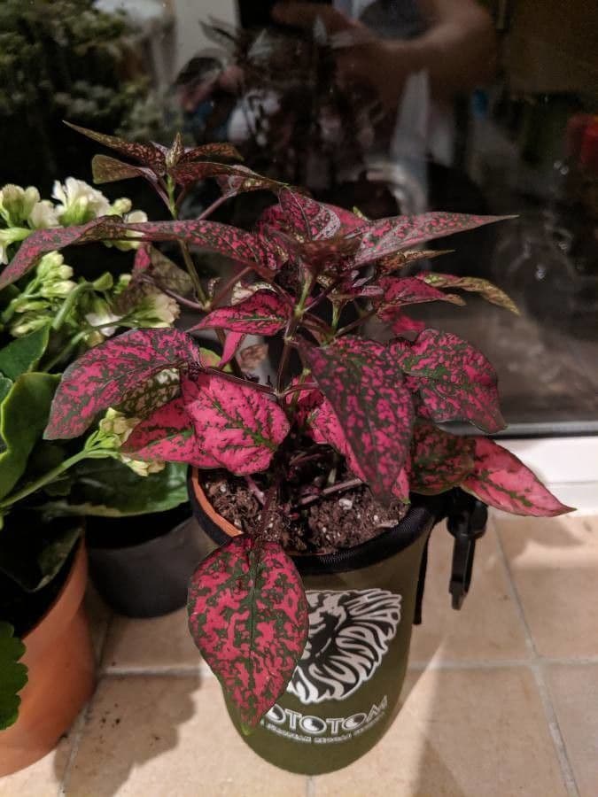 Hypoestes 13