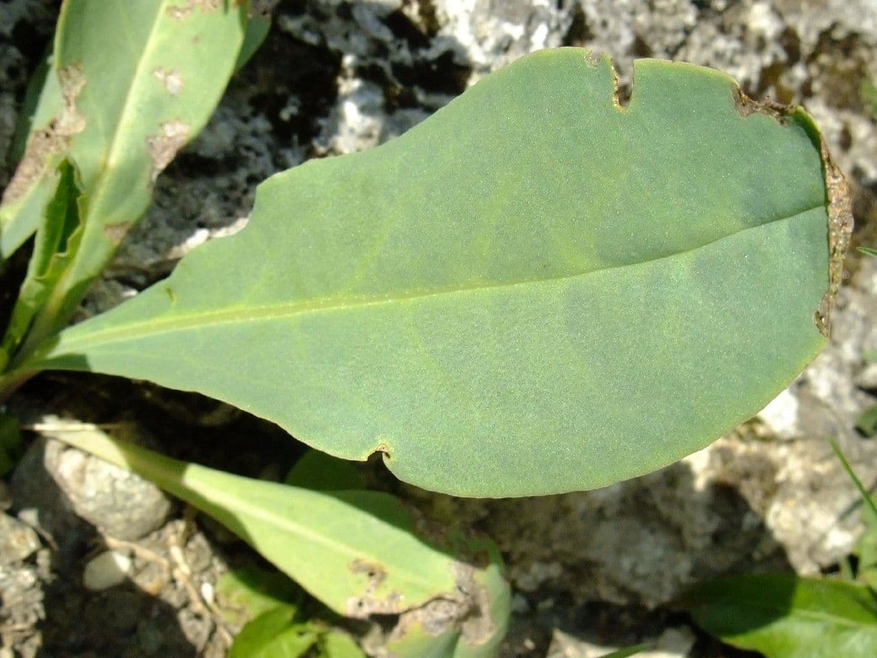 Cerinthe liscia 20