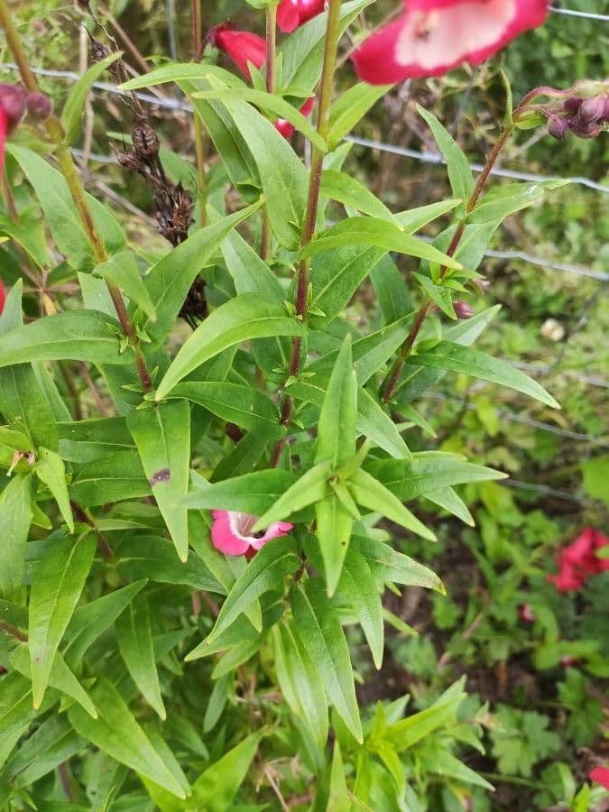 Penstemon di Hartweg 10