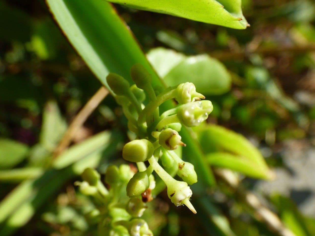 Cissus 7