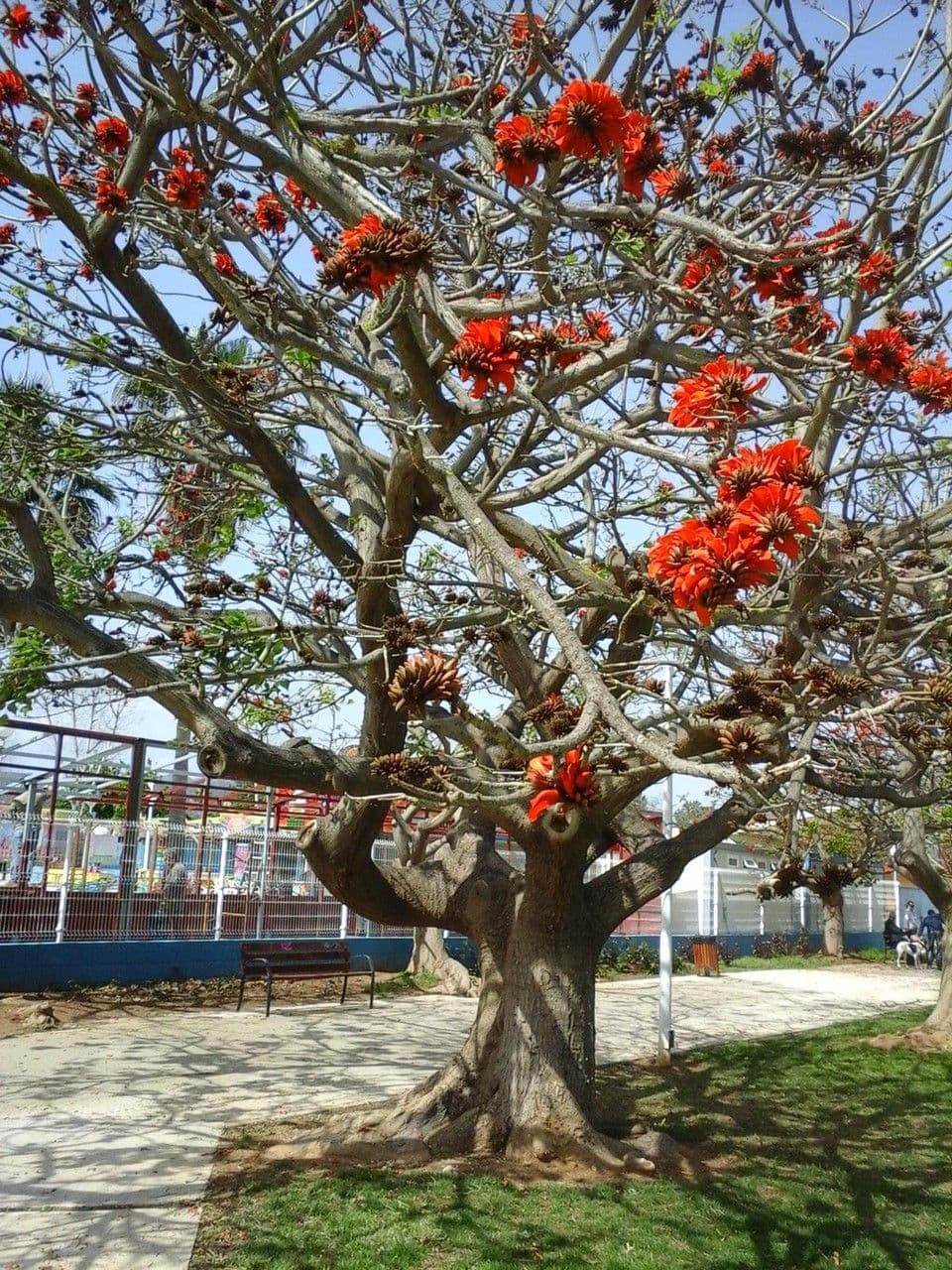 Bauhinia variegata 12