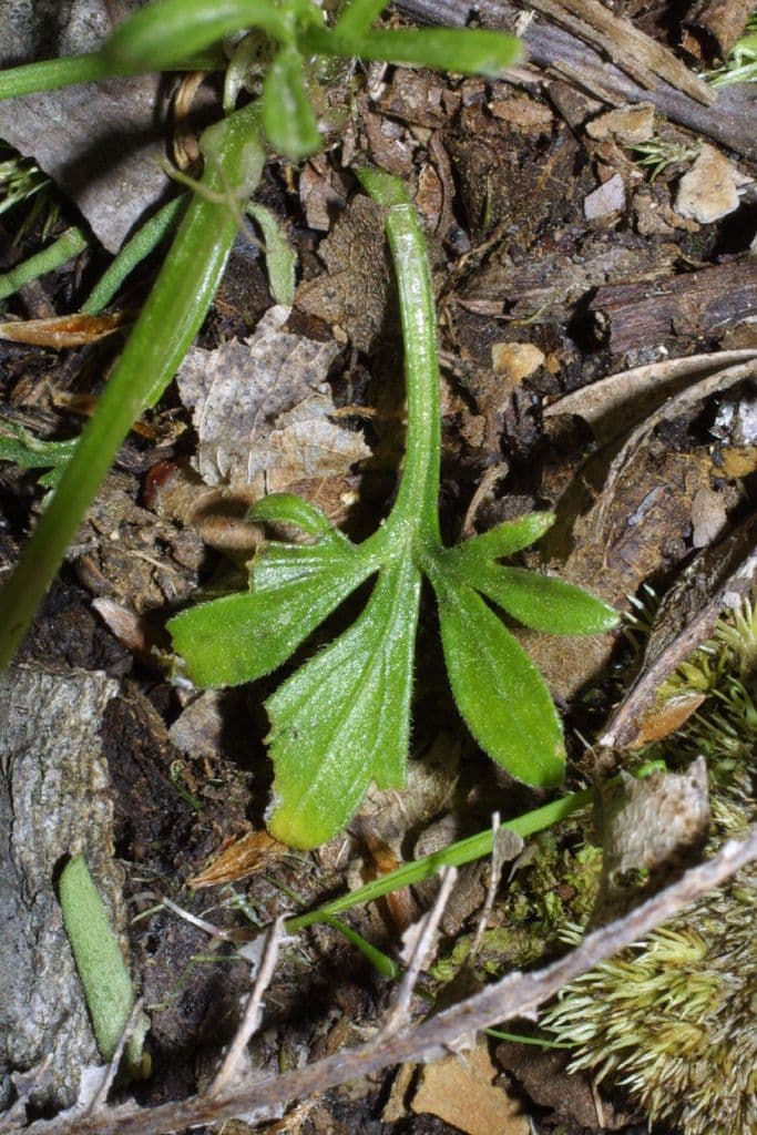 Viola pedata 14