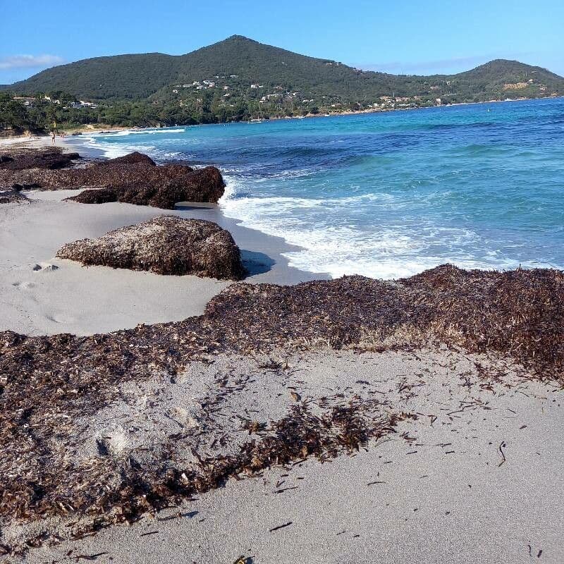 Posidonie mořská 22