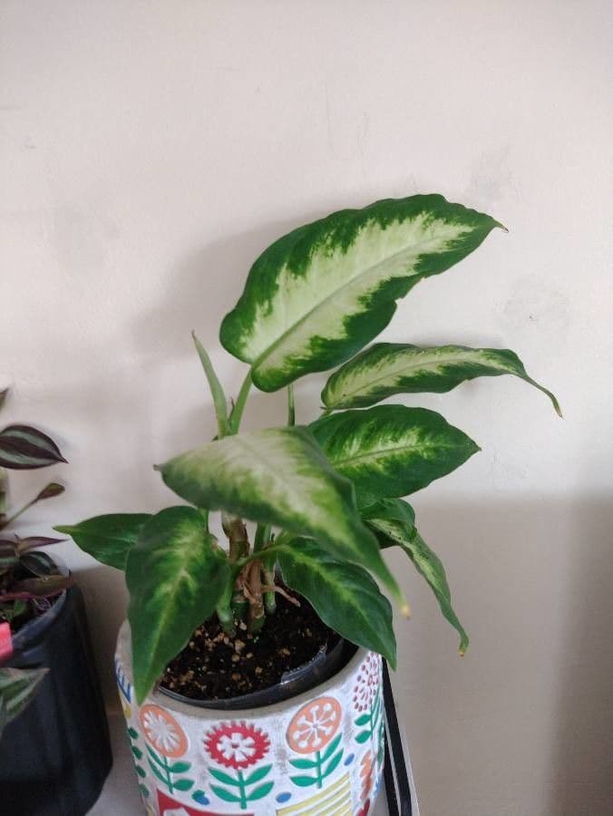 Dieffenbachia 17