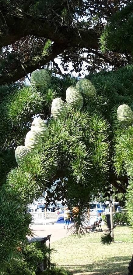 Cedro dell'Atlante 3