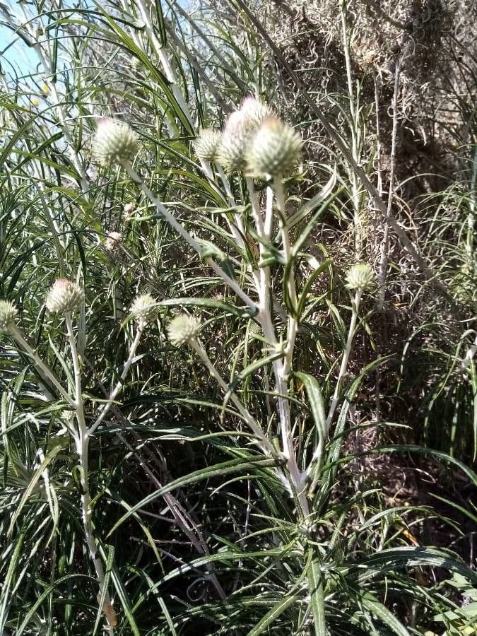 Ptilostemon
