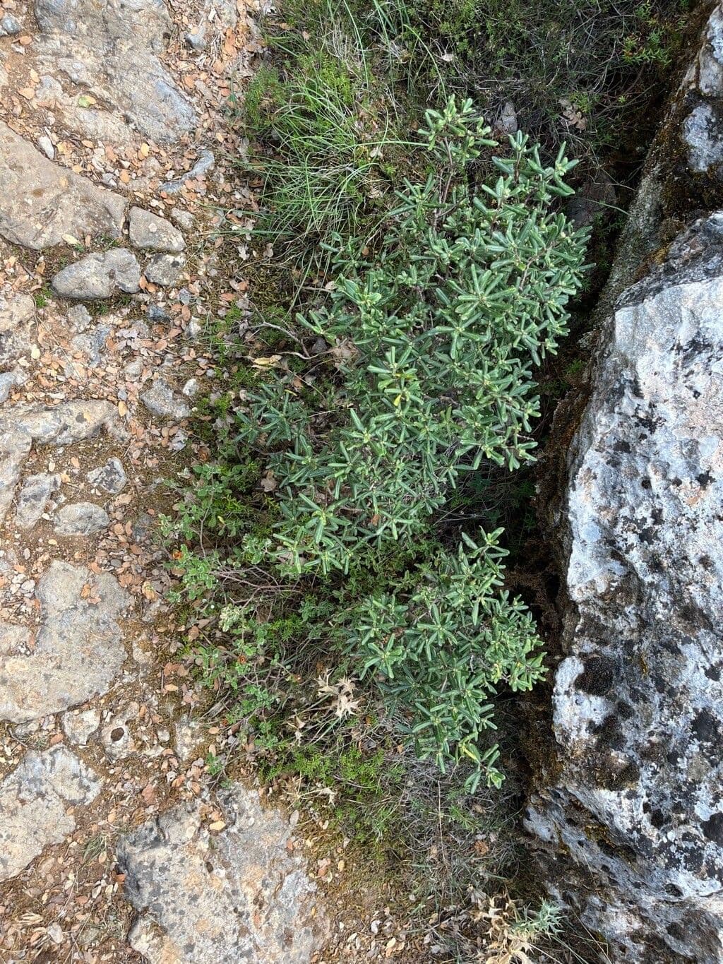 Daphne 7