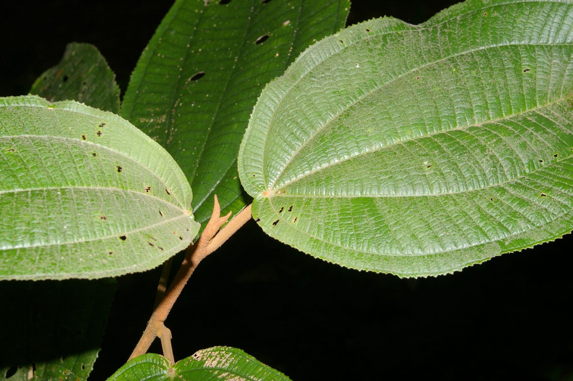 Miconia bubalina 9
