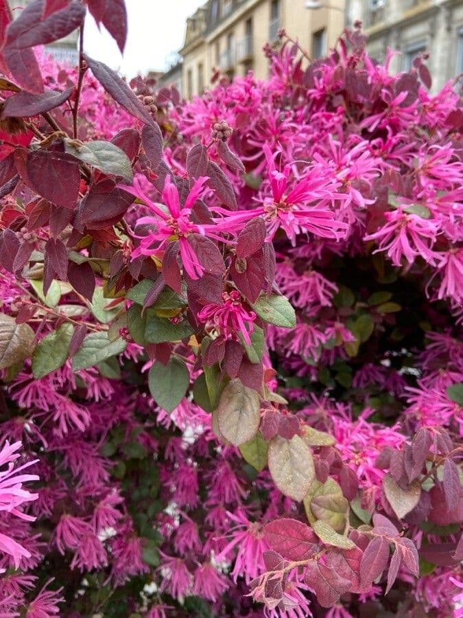 Loropetalum cinese 18