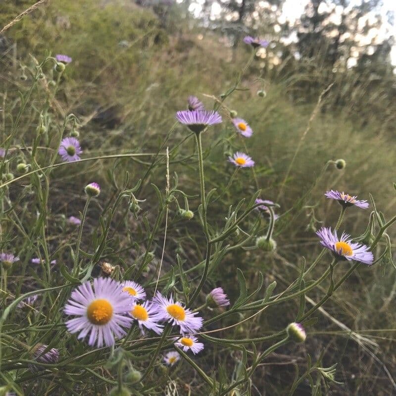 Fleabane 16