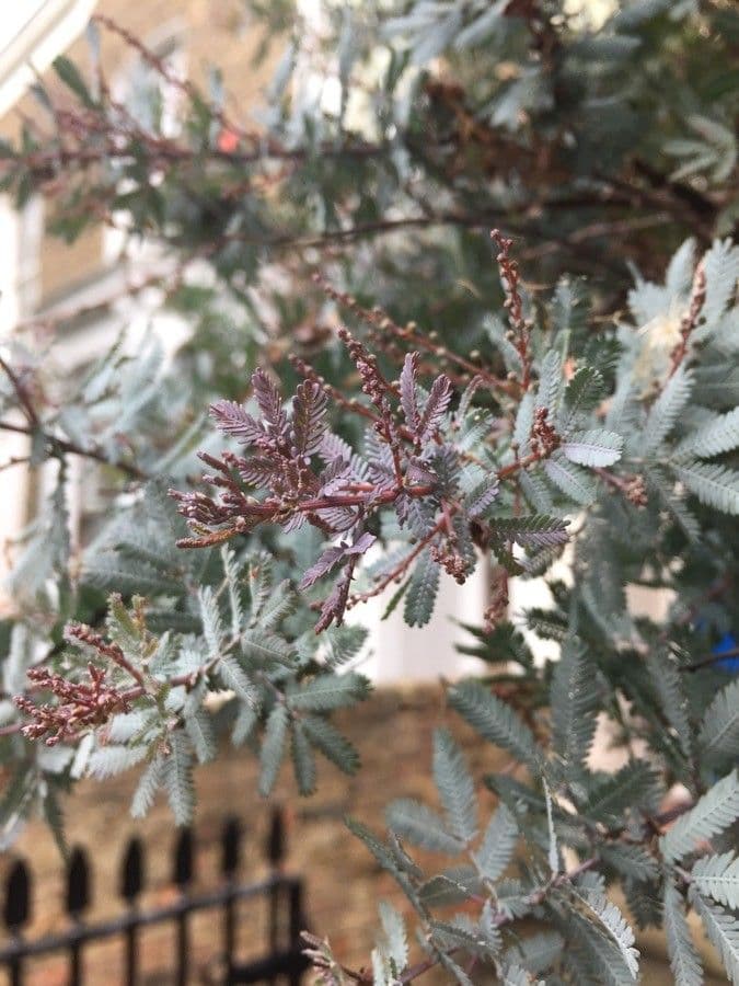 Acacia di Bailey 3