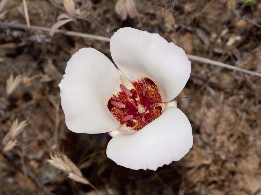 Calochortus 3