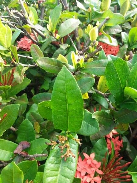 Ixora 18
