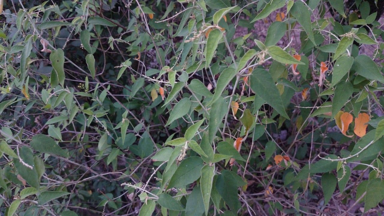 Croton cortesianus