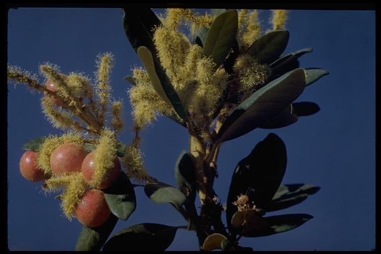 Chrysolepis sempervirens 6