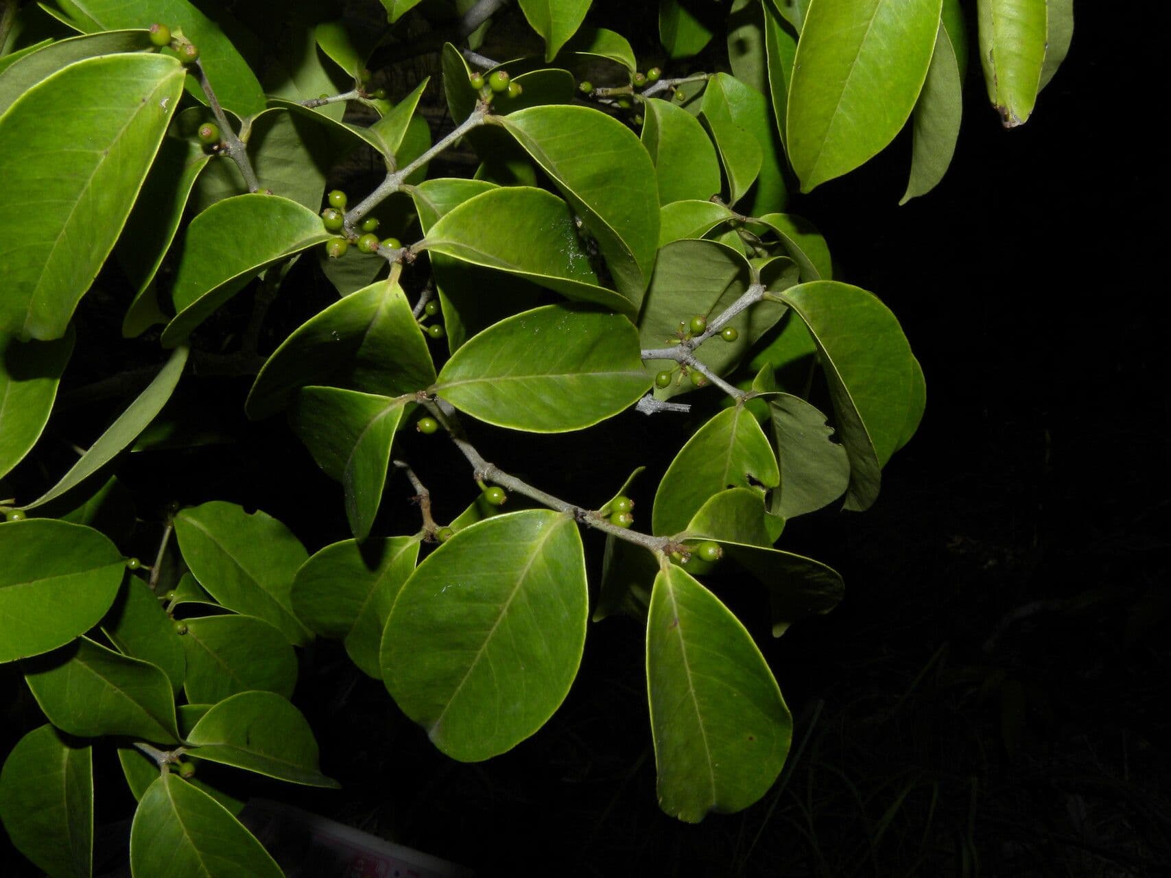 Eugenia 3
