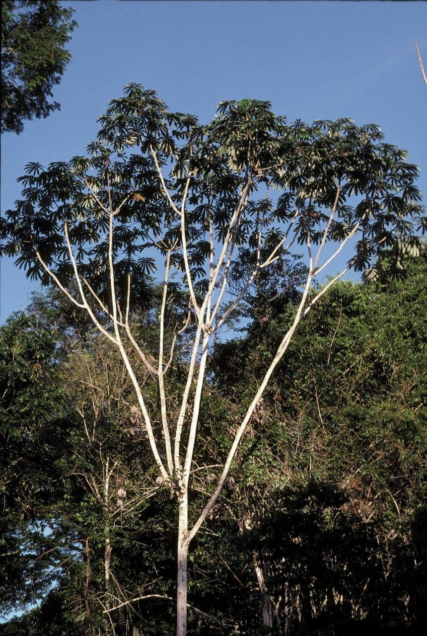 Cecropia 2