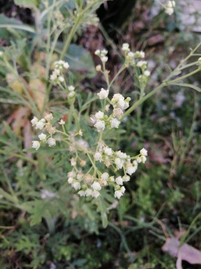 Parthenium incanum 6