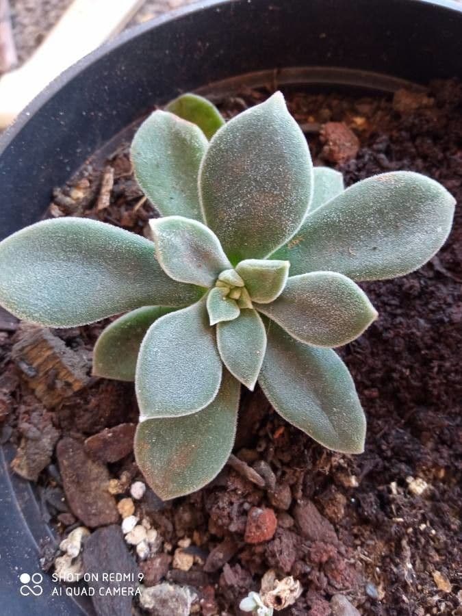 Echeveria 3