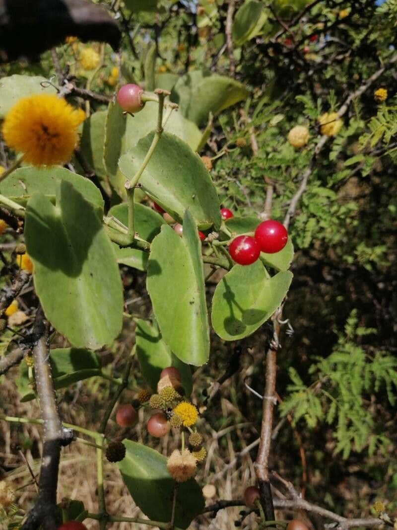Cissus 2