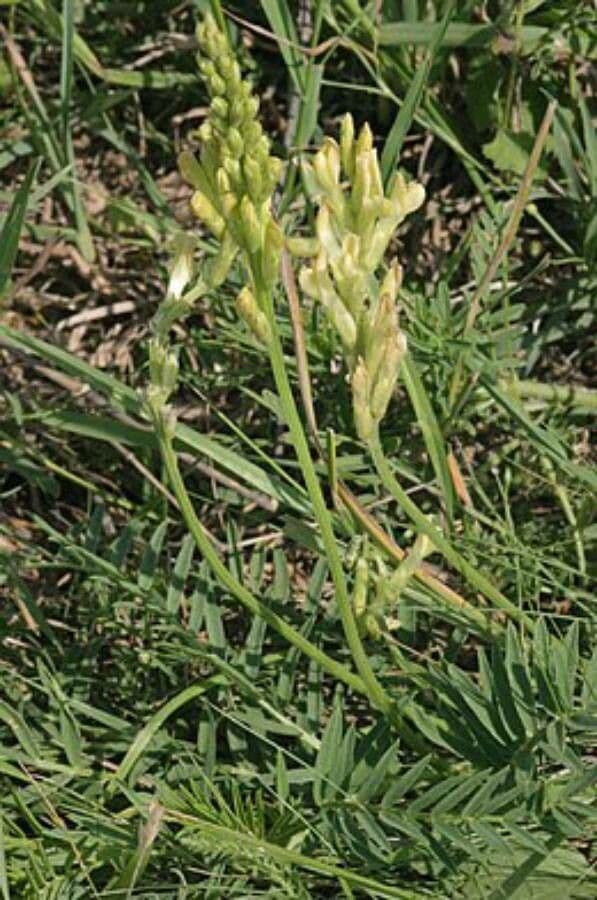 Astragalo aspro