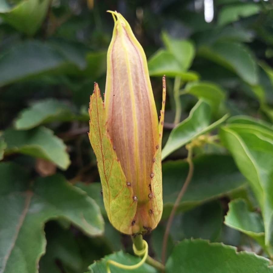 Perfumed passionflower 22