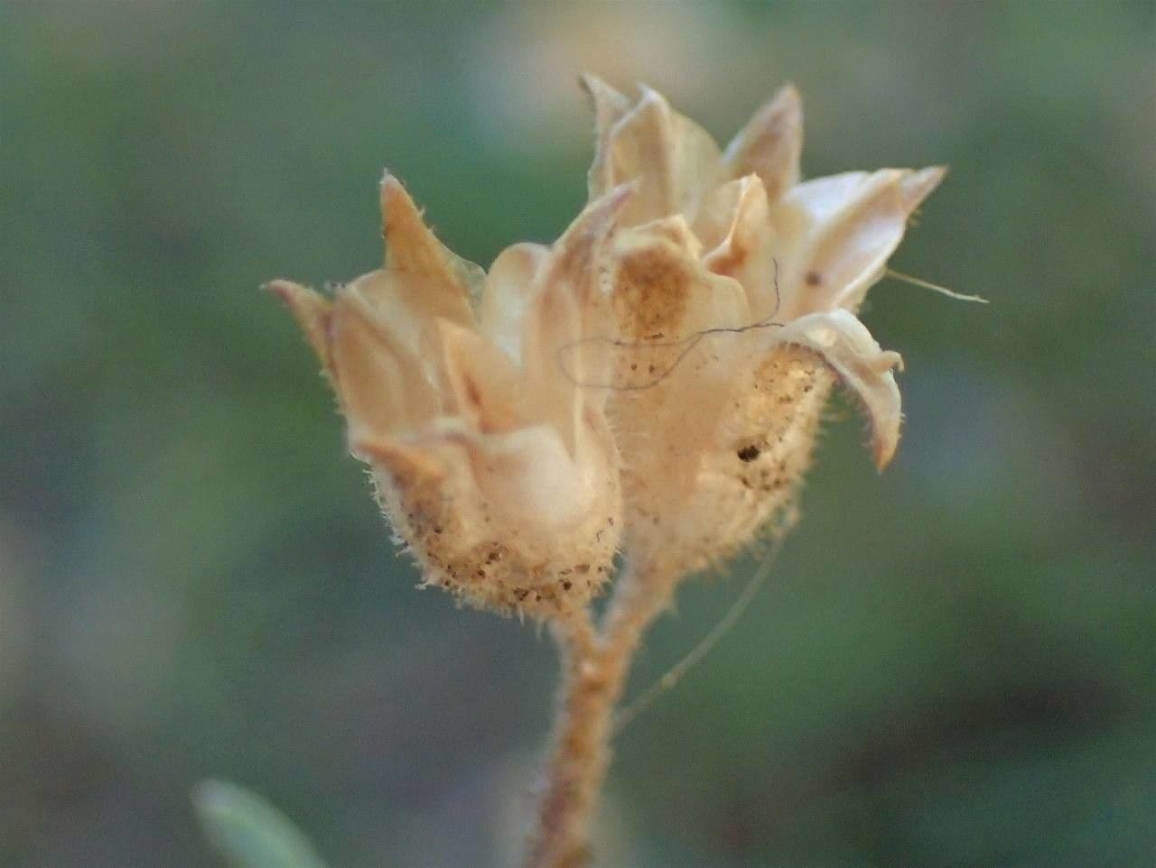 Gilia 2