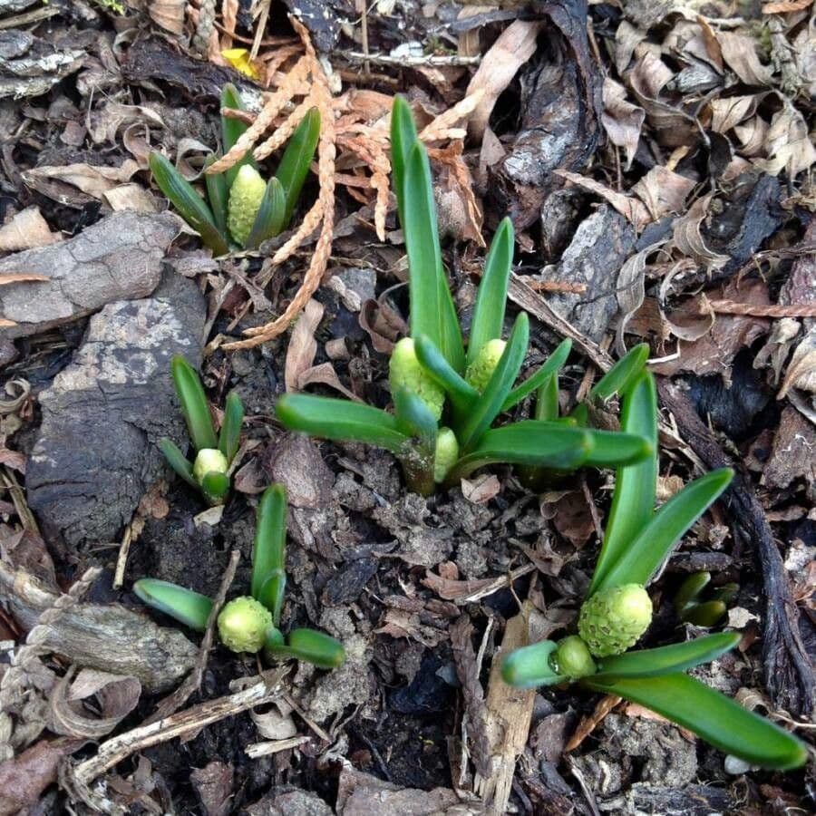 Muscari armeniaco 18