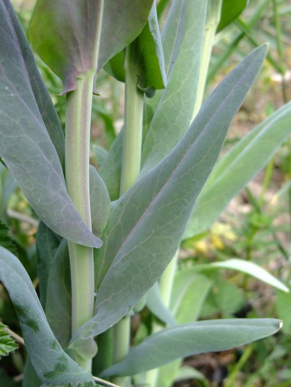 Arabetta liscia 16