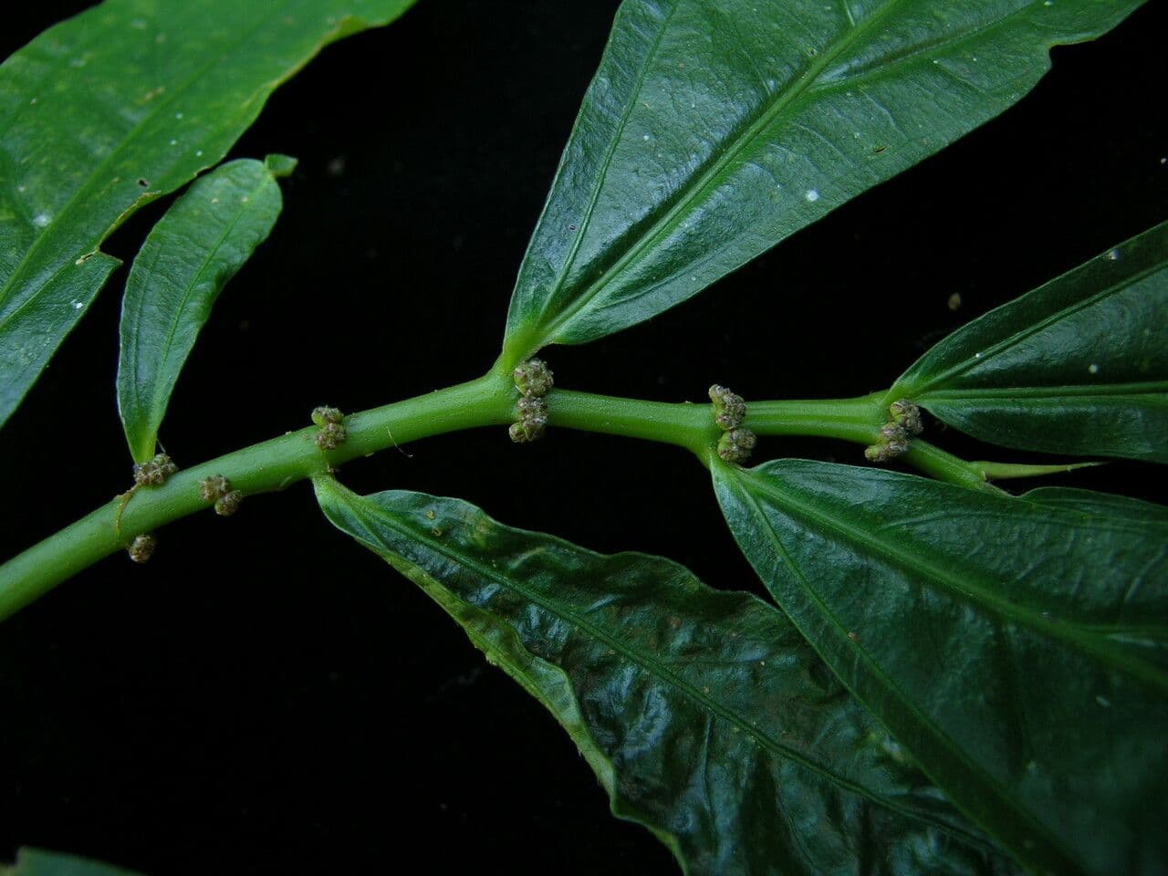 Elatostema 3