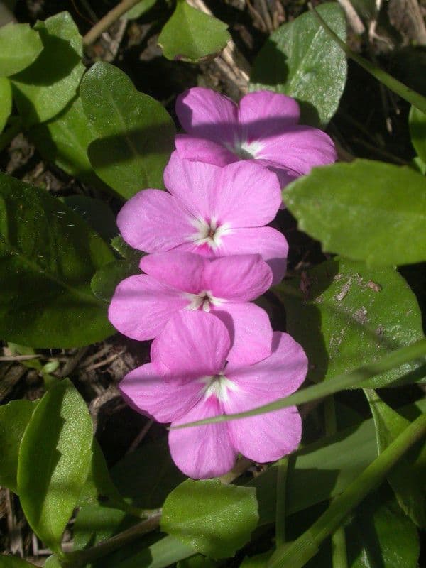 Stenandrium dulce 3