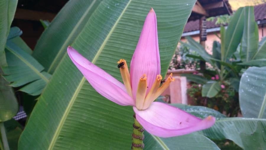 Banan fieristico 3