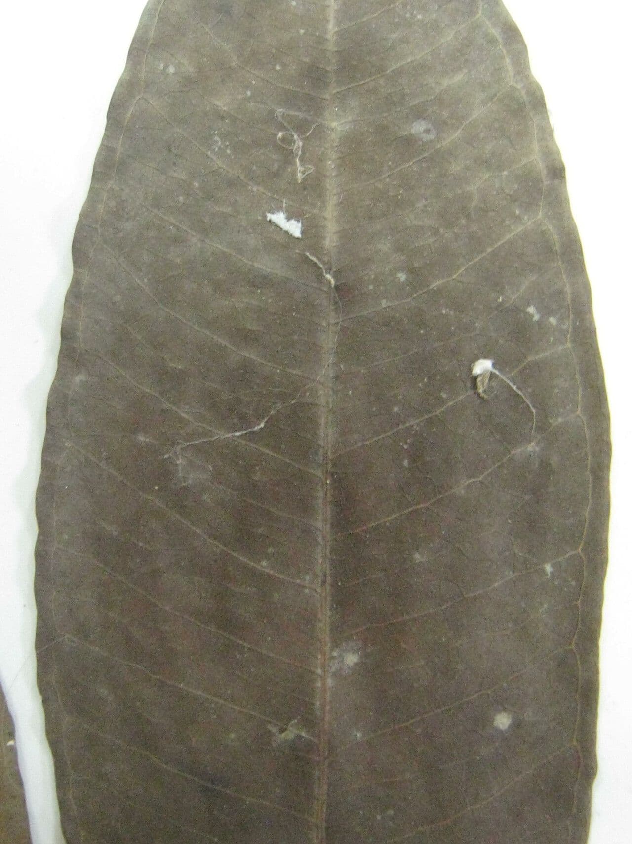 Eugenia 4