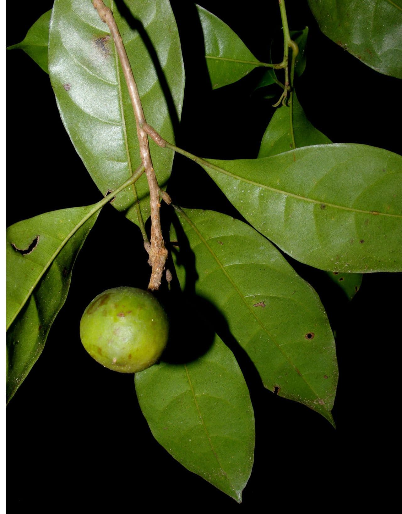 Meliosma