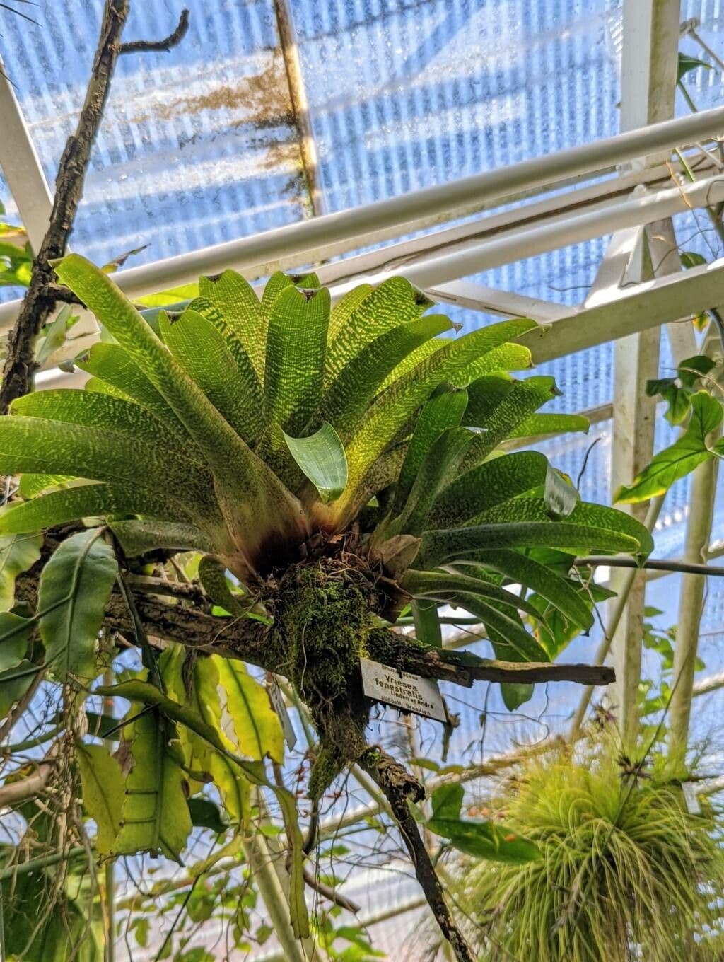 Vriesea okienna