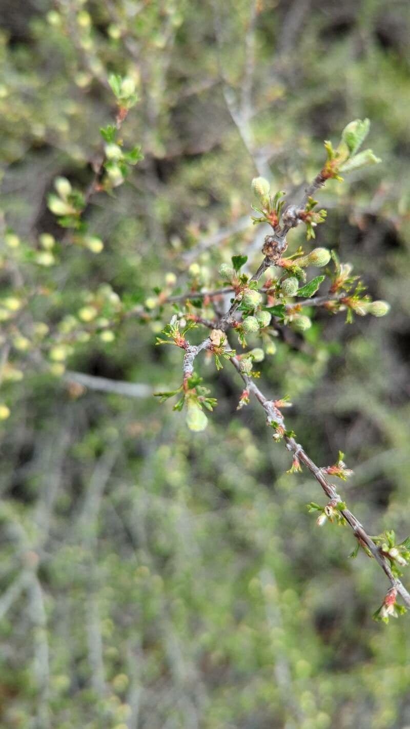Purshia tridentata