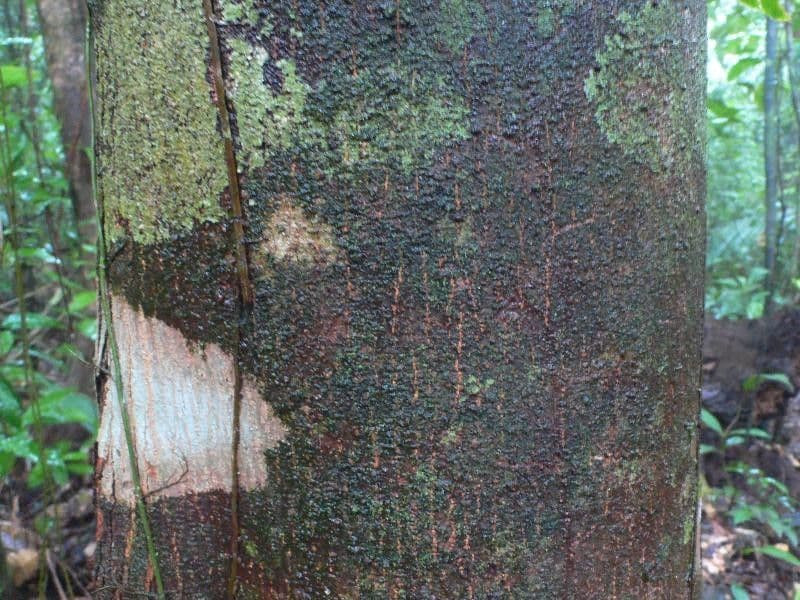 Tapirira 28