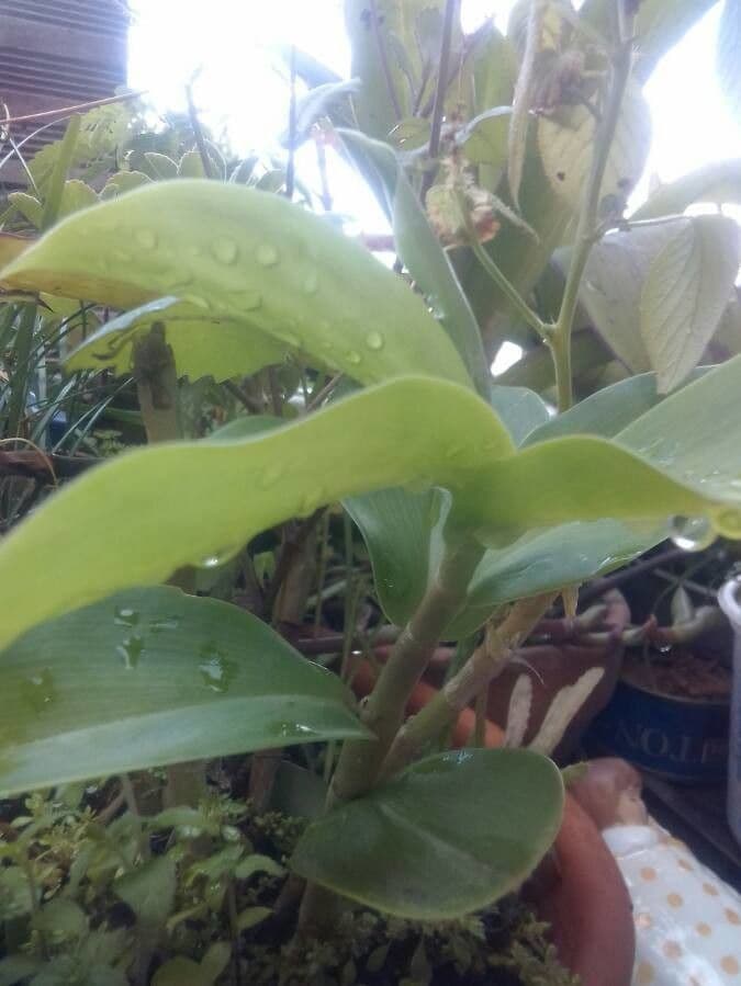 Epidendrum z Atacazo 13