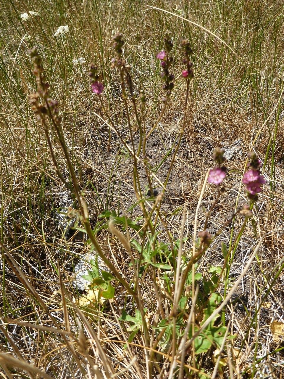 Sidalcea cerosa 9