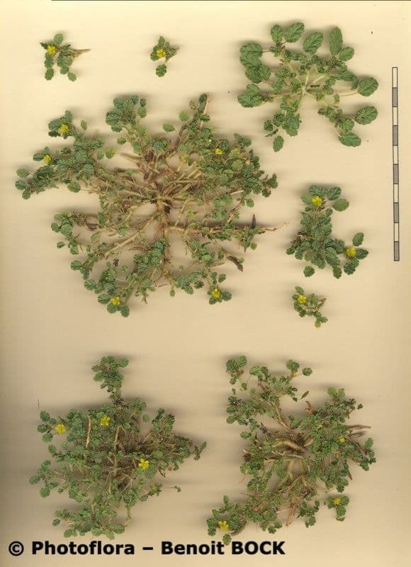Corchorus 23