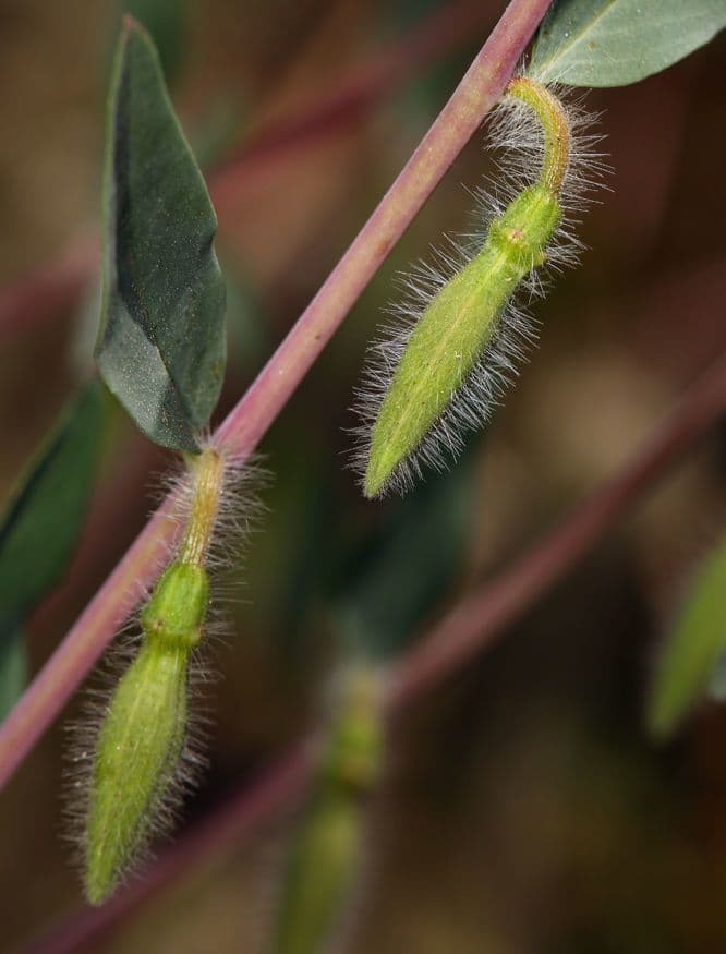 Clarkia
