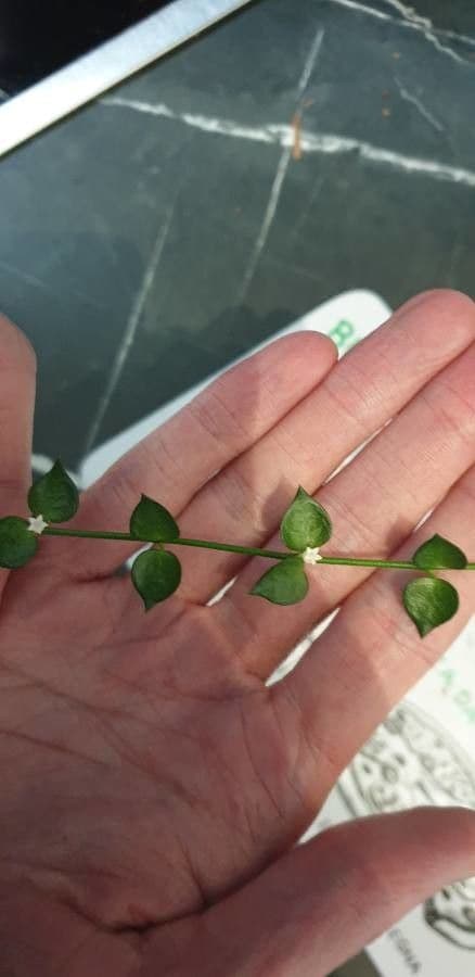 Dischidia ruszczykowata 3
