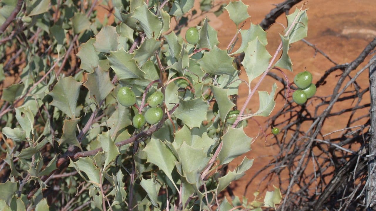 Wickhams Grevillea 4