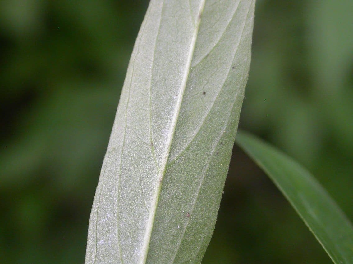 Lisimachia lanceolata 11