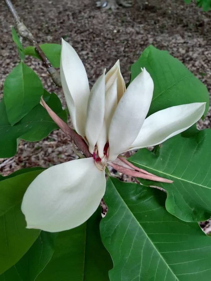 Magnolia ufficiale 5