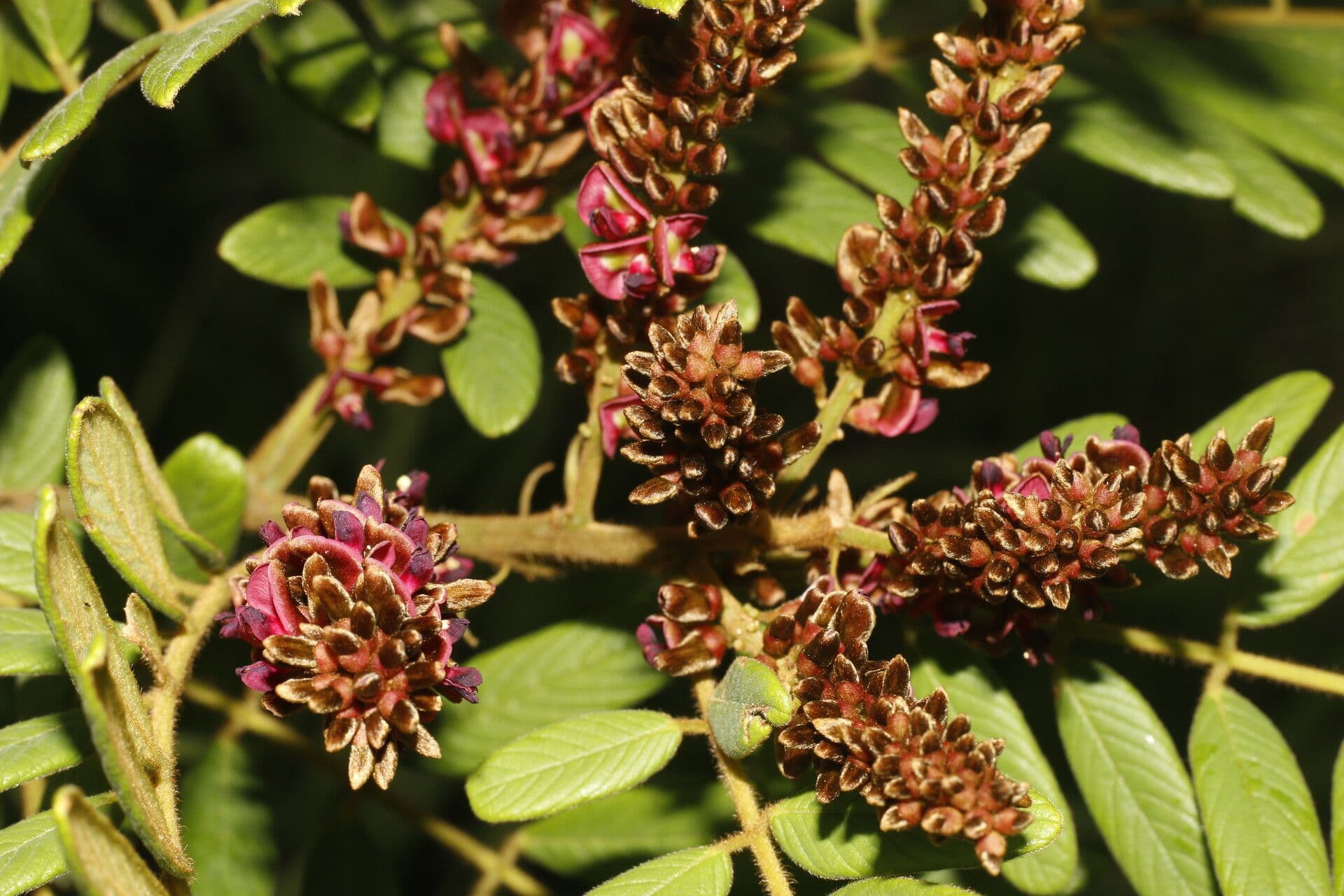 Lonchocarpus 6